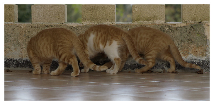 gatti01.jpg