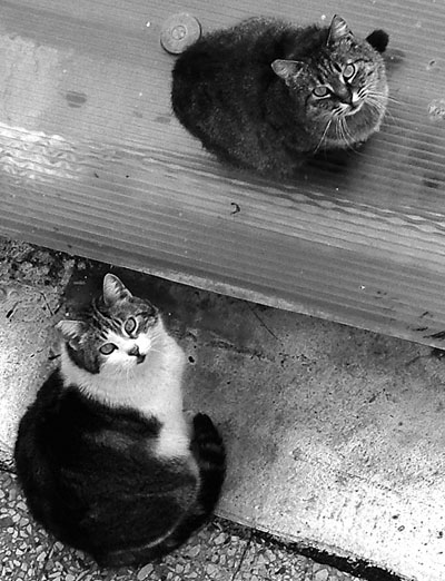 GATTI09BN.jpg