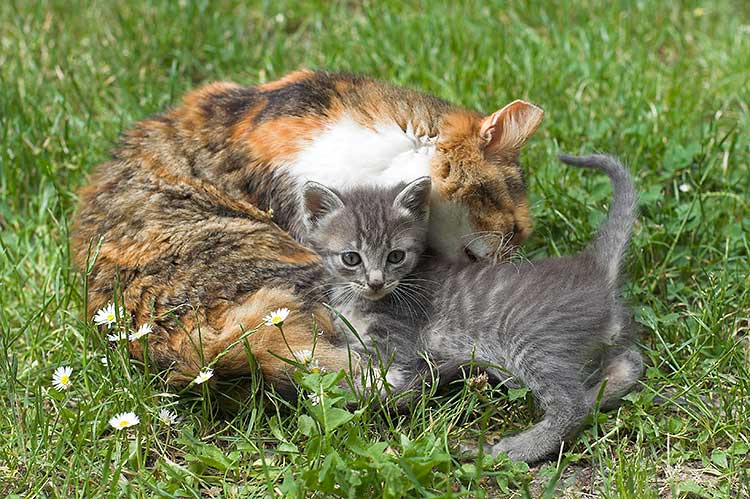 gatti.jpg