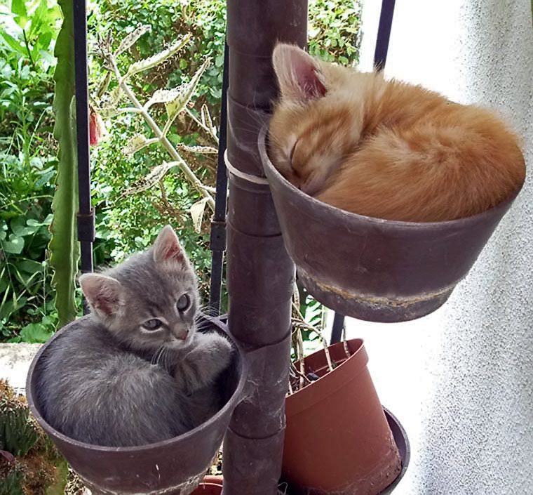 gatti.jpg