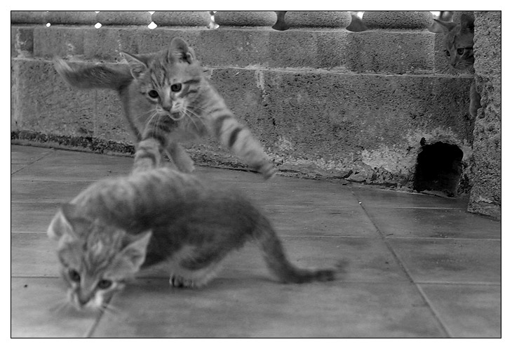 gatti.jpg
