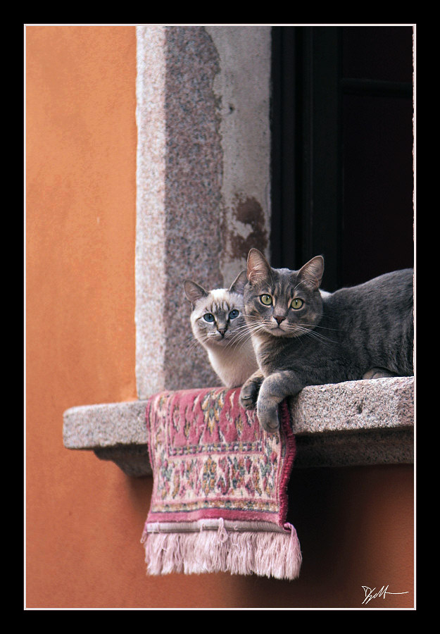 gatti.jpg