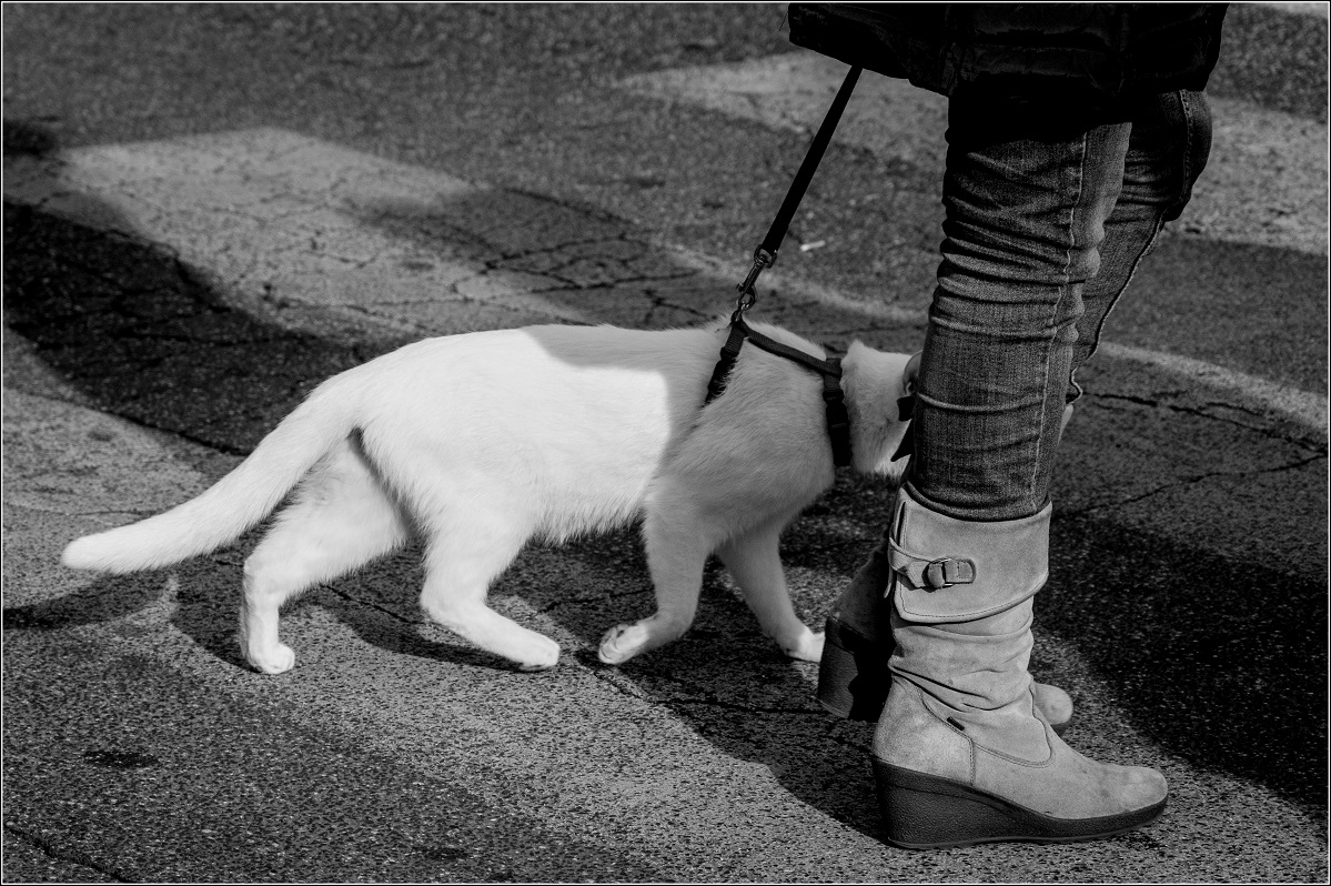Gatti.jpg