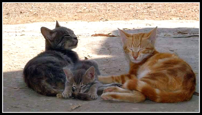 gattii.jpg