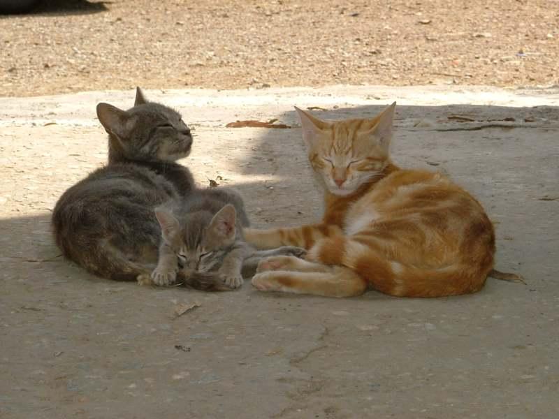 gattii (Medium).JPG