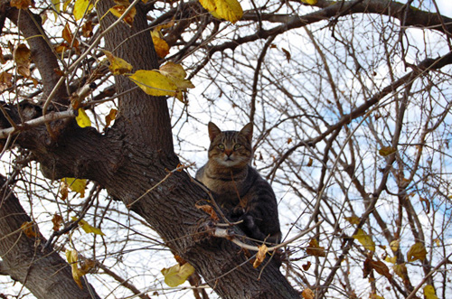 gattina2.jpg