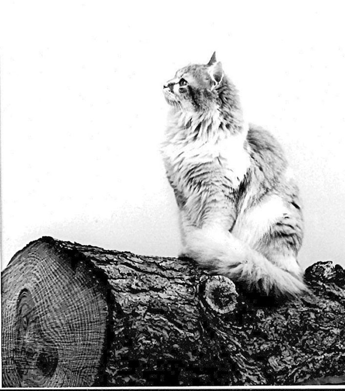 gattina.jpg