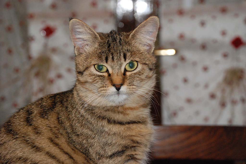 GATTINA.jpg