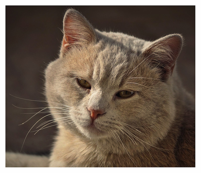 gattino1.jpg