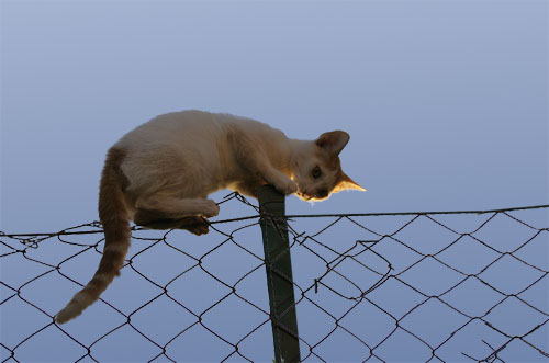 gattino.jpg