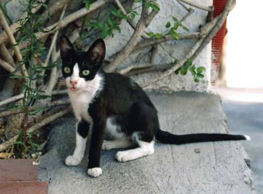Gattino per accontentare.jpg