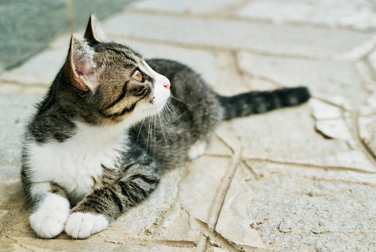 Gattino_trovatello.jpg