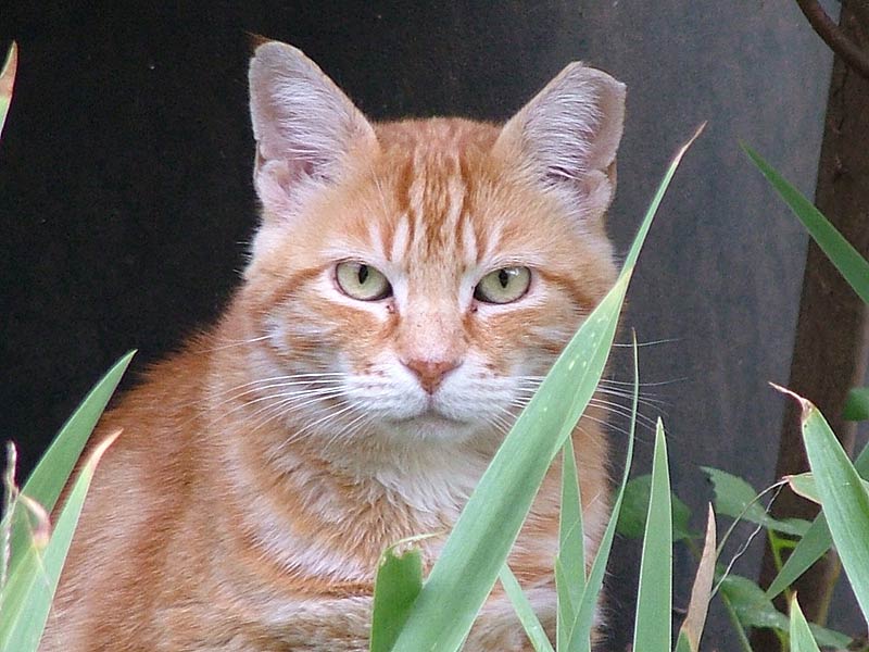 Gatto-1.jpg