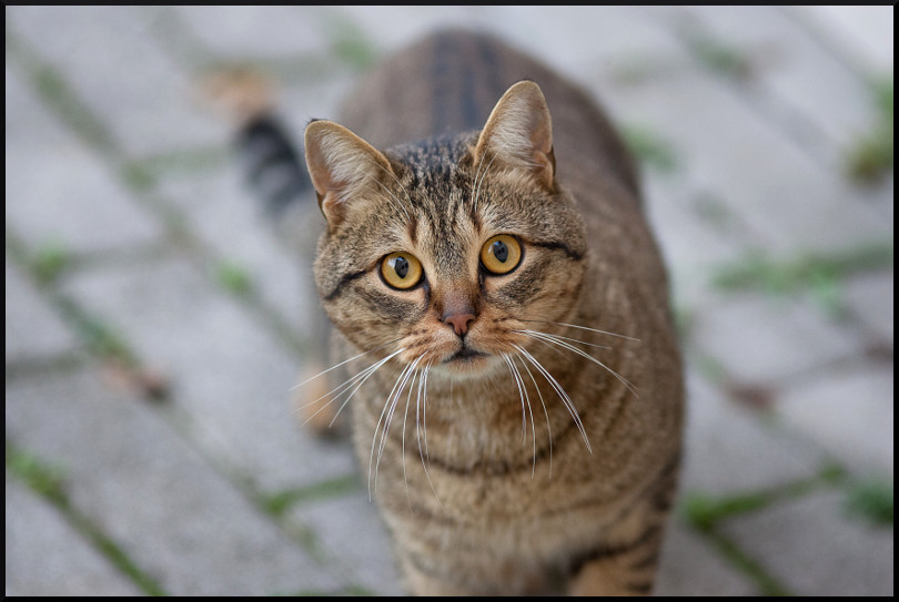 Gatto-2-s.jpg