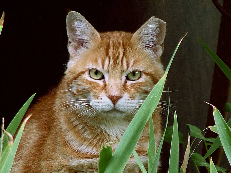 Gatto-2.jpg