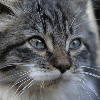 gatto-crop.jpg