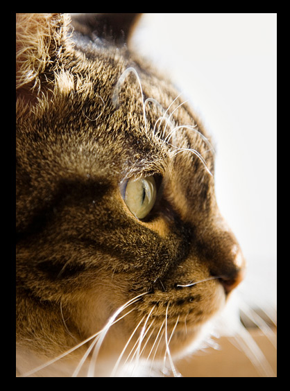 gatto-di-stefania.jpg