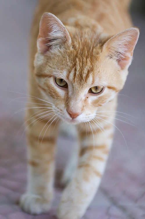Gatto-frontale.jpg