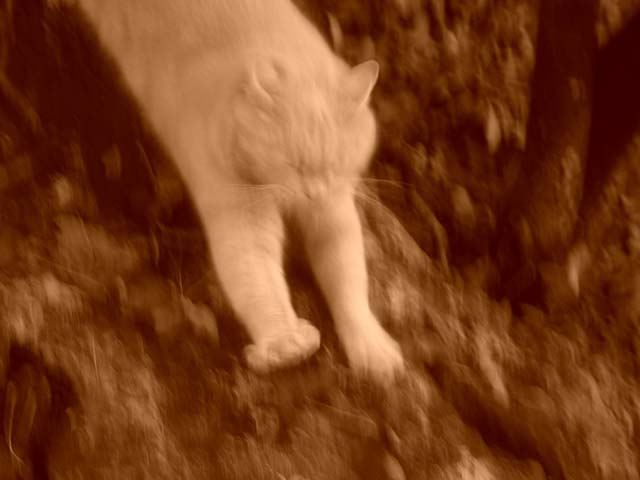 gatto-seppia.jpg