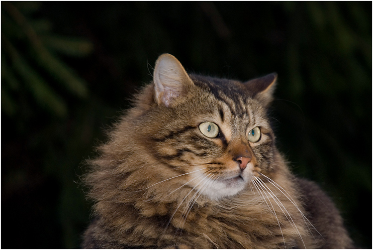 gatto-sil.jpg