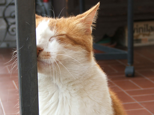 gatto.1.jpg