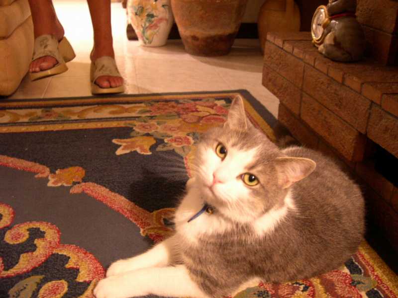 gatto.jpg