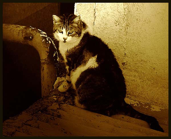 gatto018.jpg