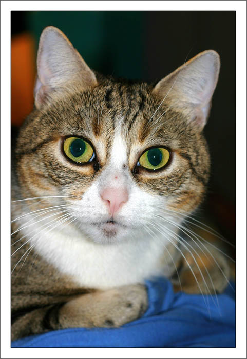 Gatto05.jpg