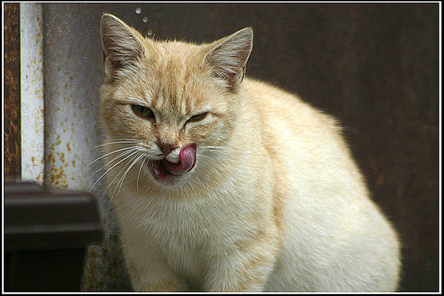 gatto12.jpg