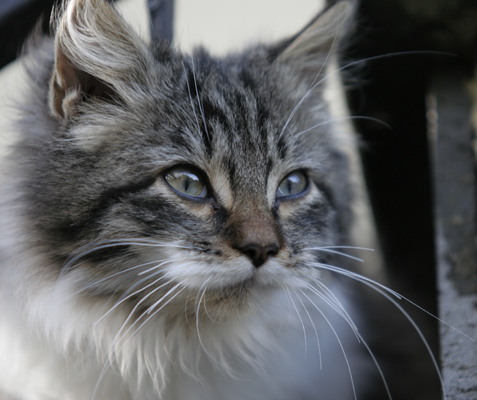 gatto1.jpg