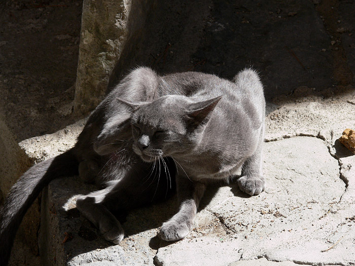 gatto1.JPG