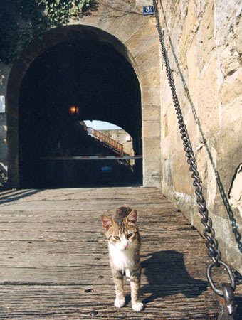 gatto2-L.jpg