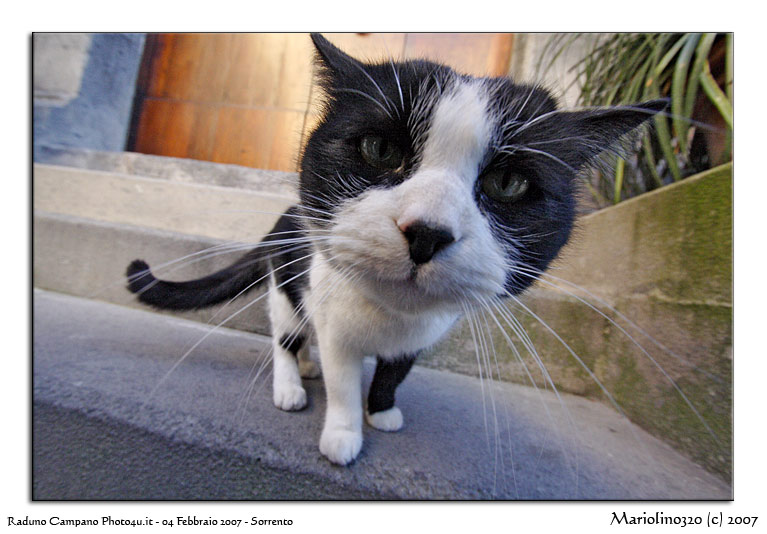 gatto2-web-small.jpg