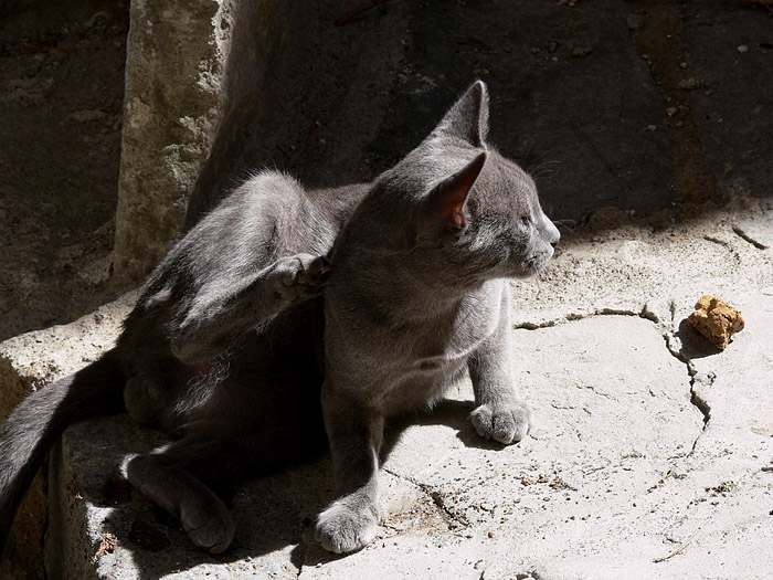 gatto2.JPG