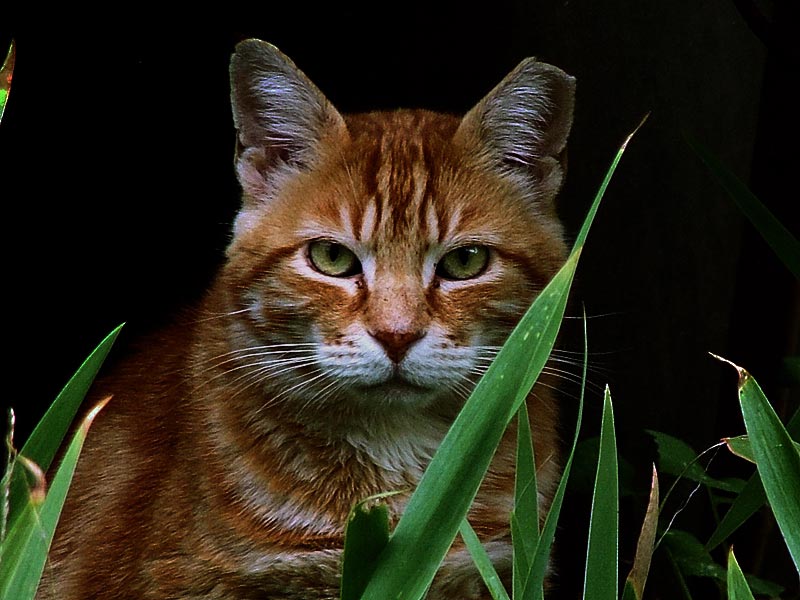 Gatto3.jpg