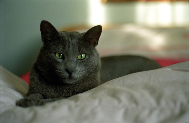 Gatto.jpg