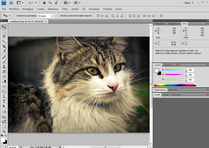 Gatto.jpg