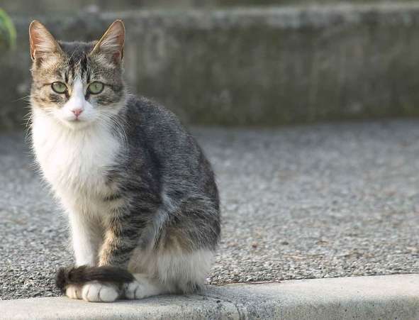 gatto.jpg
