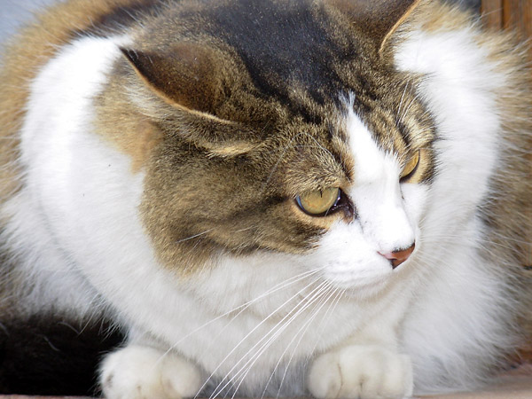 gatto.jpg