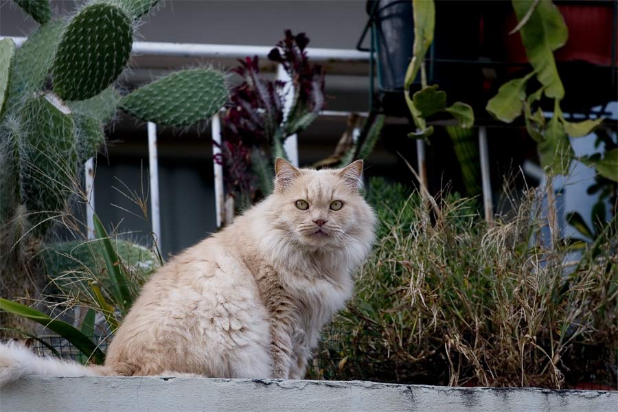 gatto.jpg