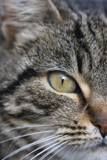 Gatto.jpg