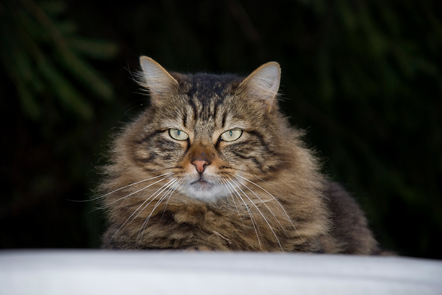gatto_1.jpg