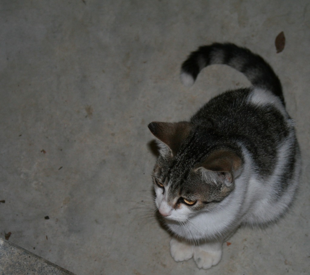 gatto.jpg