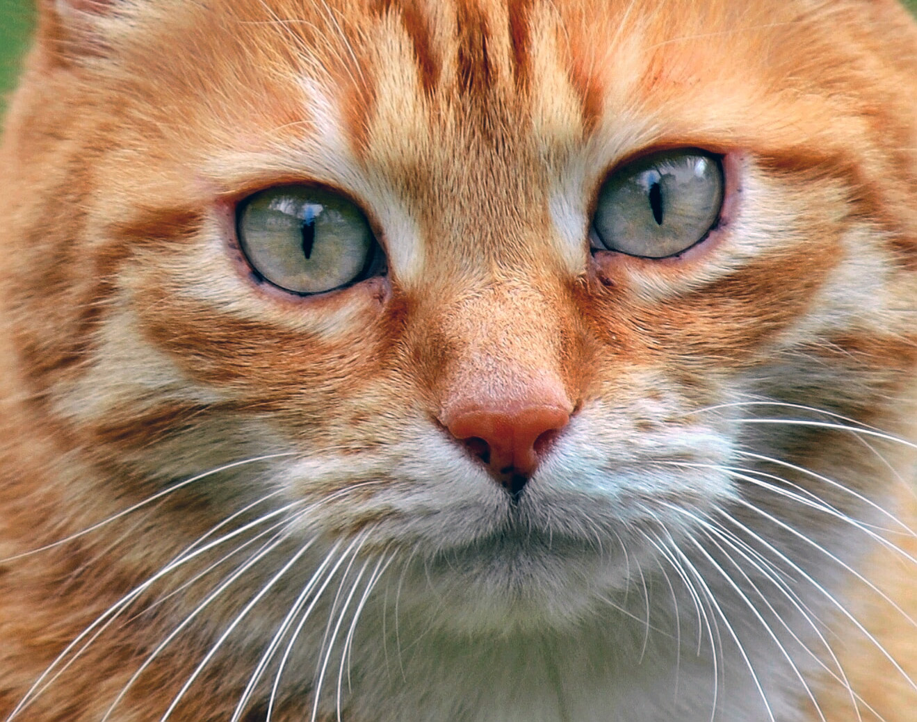 gatto.jpg