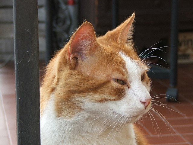gatto.jpg