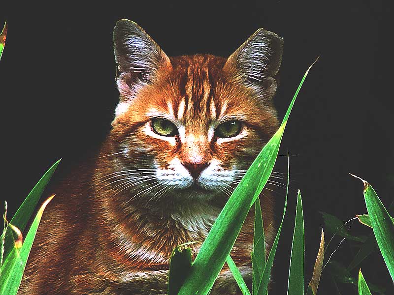 Gatto.jpg