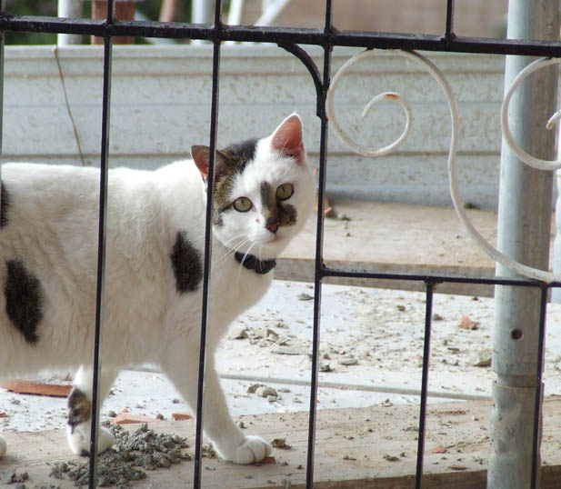 gatto.jpg