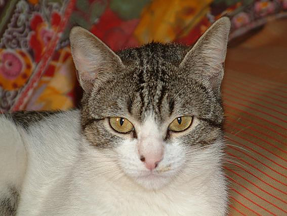 gatto[2].jpg