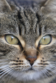 gatto 2.jpg