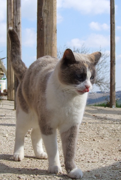 gatto 2.jpg